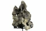 Fossil Sauropod Dorsal Vertebra with Metal Stand - Colorado #351327-4